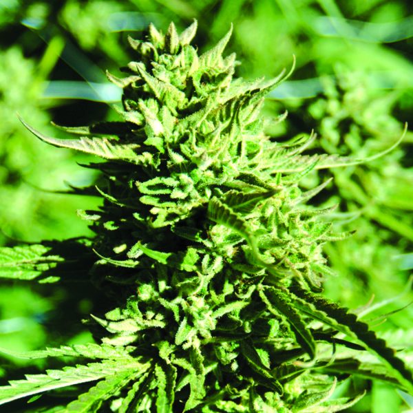 Lost Coast OG