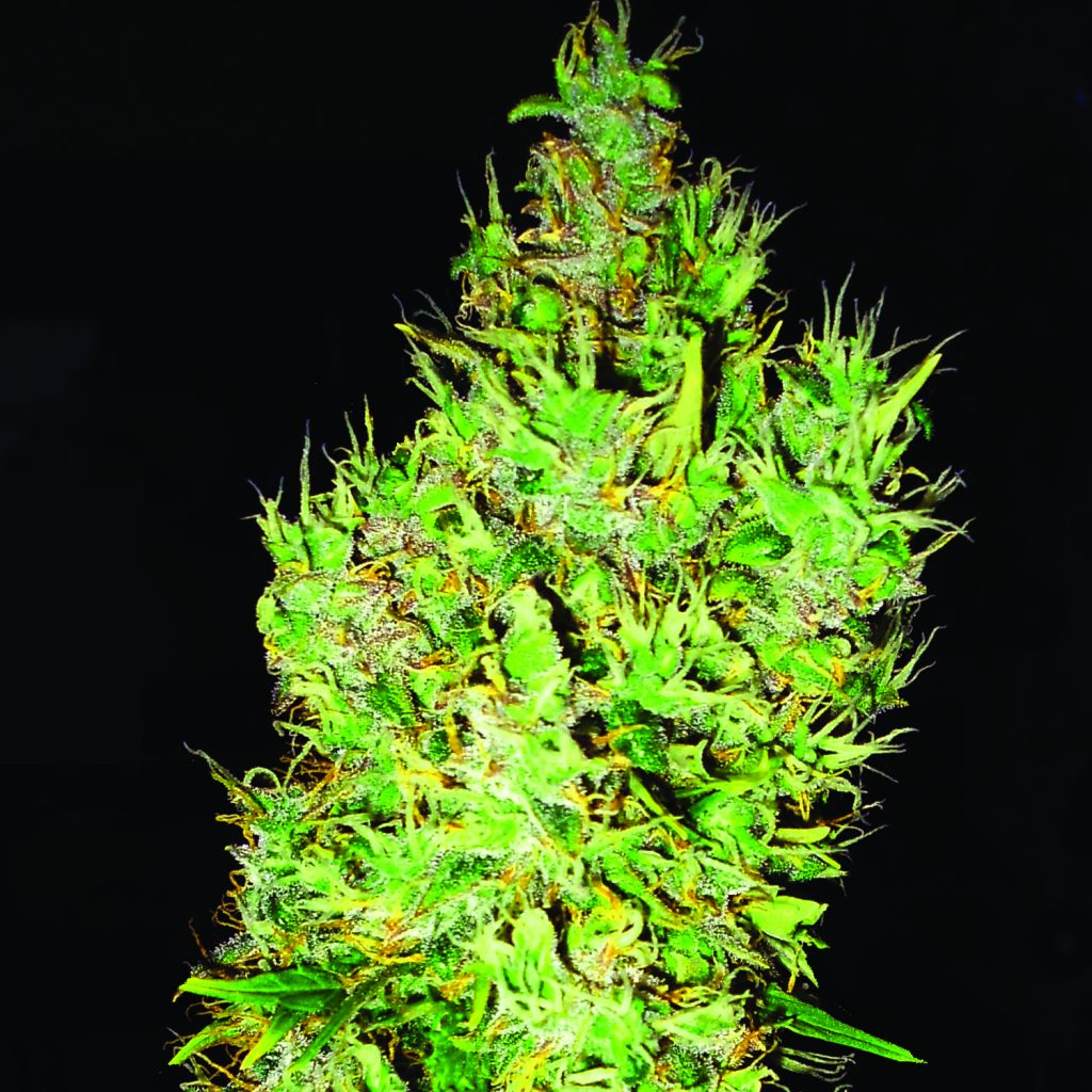 og-critical-emerald-triangle-seeds