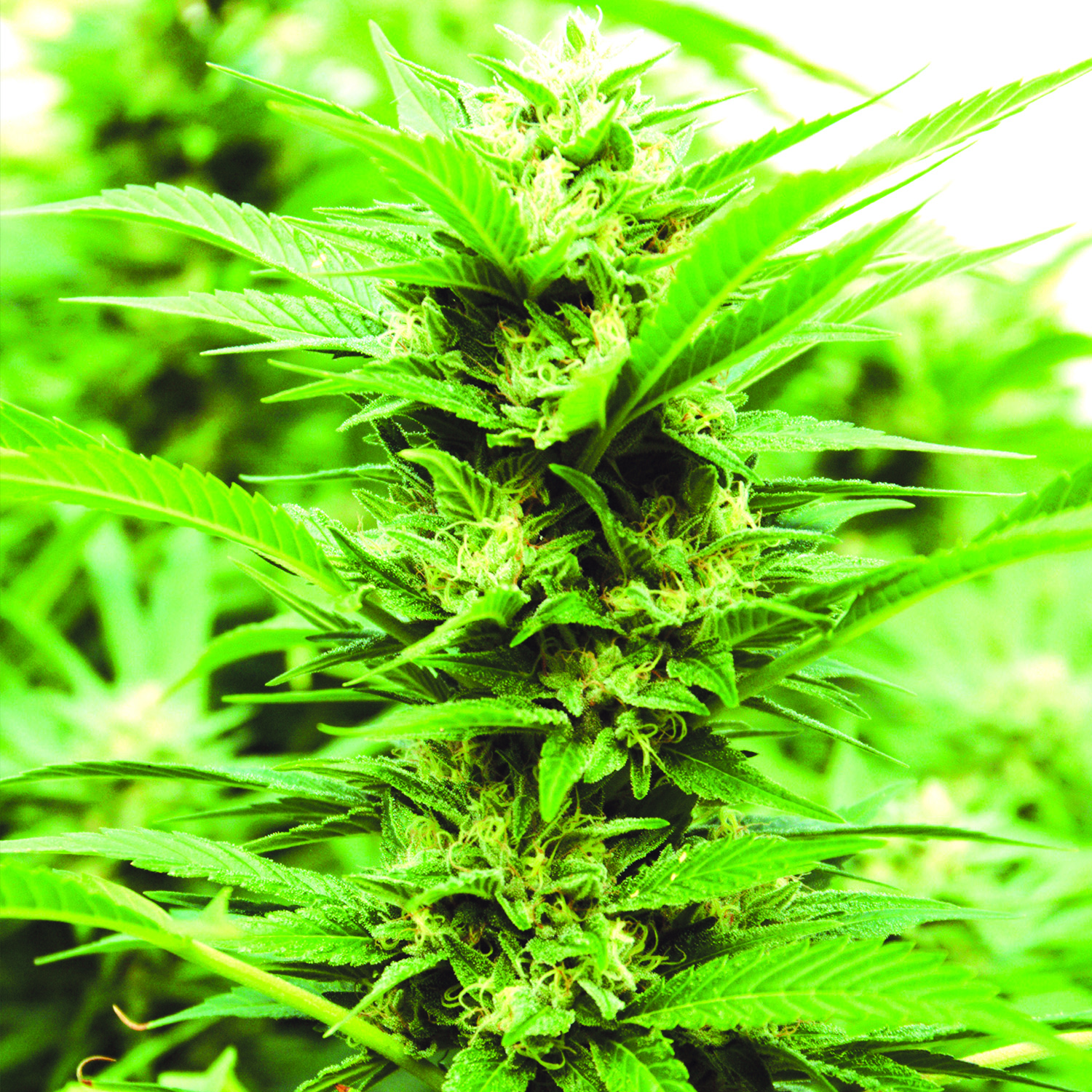 Emerald Jack EMERALD TRIANGLE SEEDS