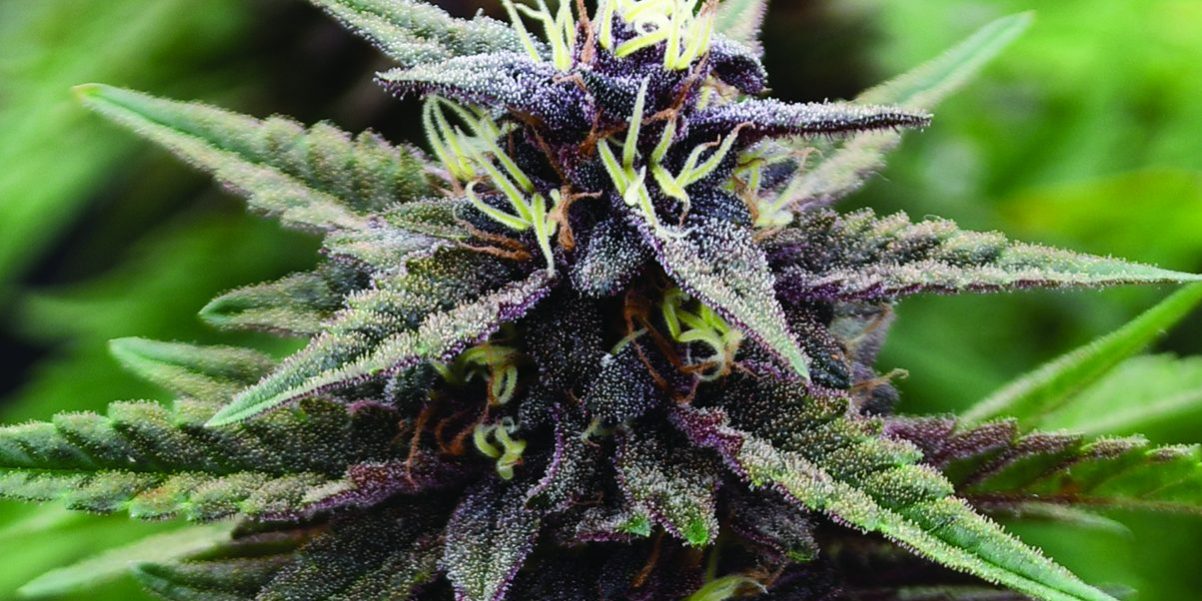 Royal-Purple-Kush-CBD-fem