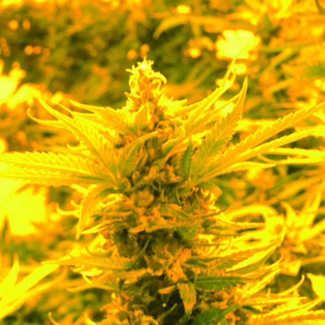 Cheesy-Headband-reg-fem