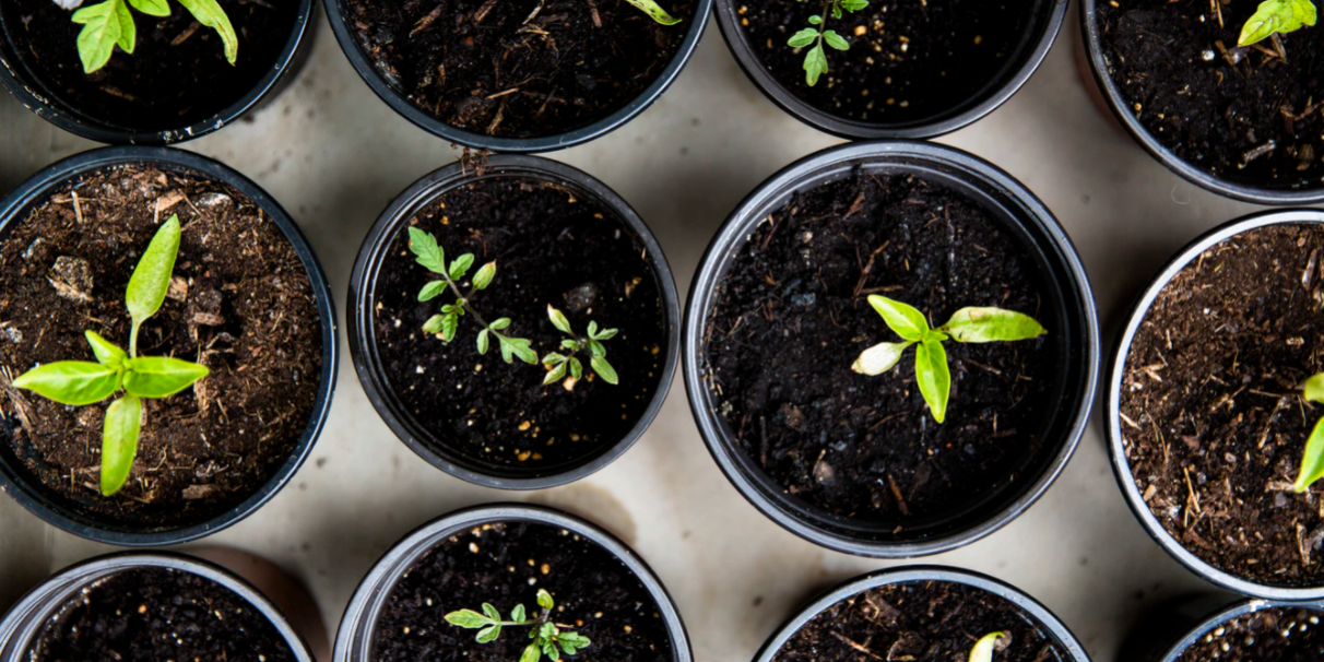 Screenshot 2021-08-19 at 11.56.20