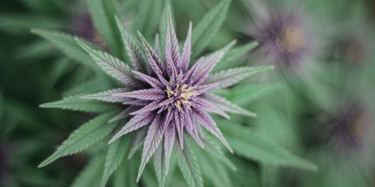 Screenshot 2022-08-16 at 10.52.18