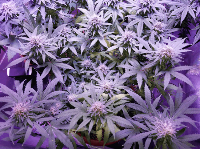 12-weeks-flower-Grape-Fruit-Krush-Emerald-Triangle-seeds